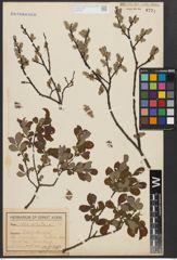 Foto von Salix aurita L.